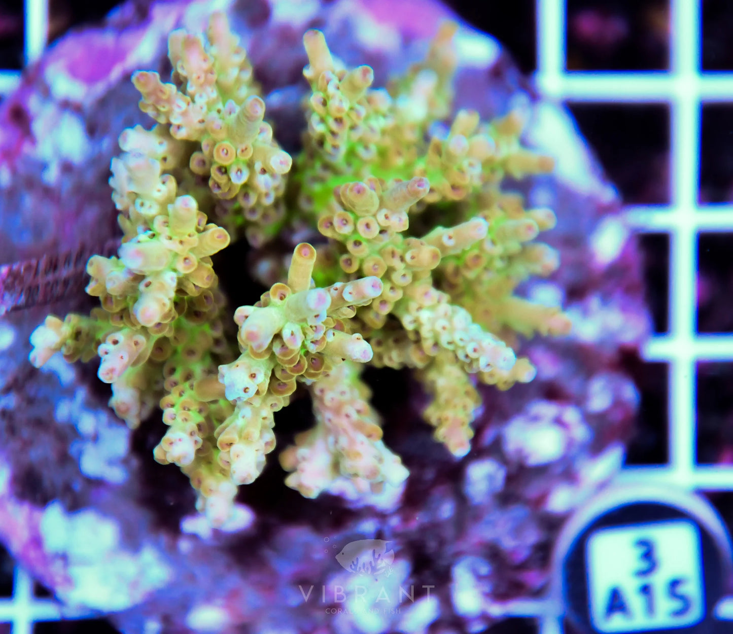 Acro INDO