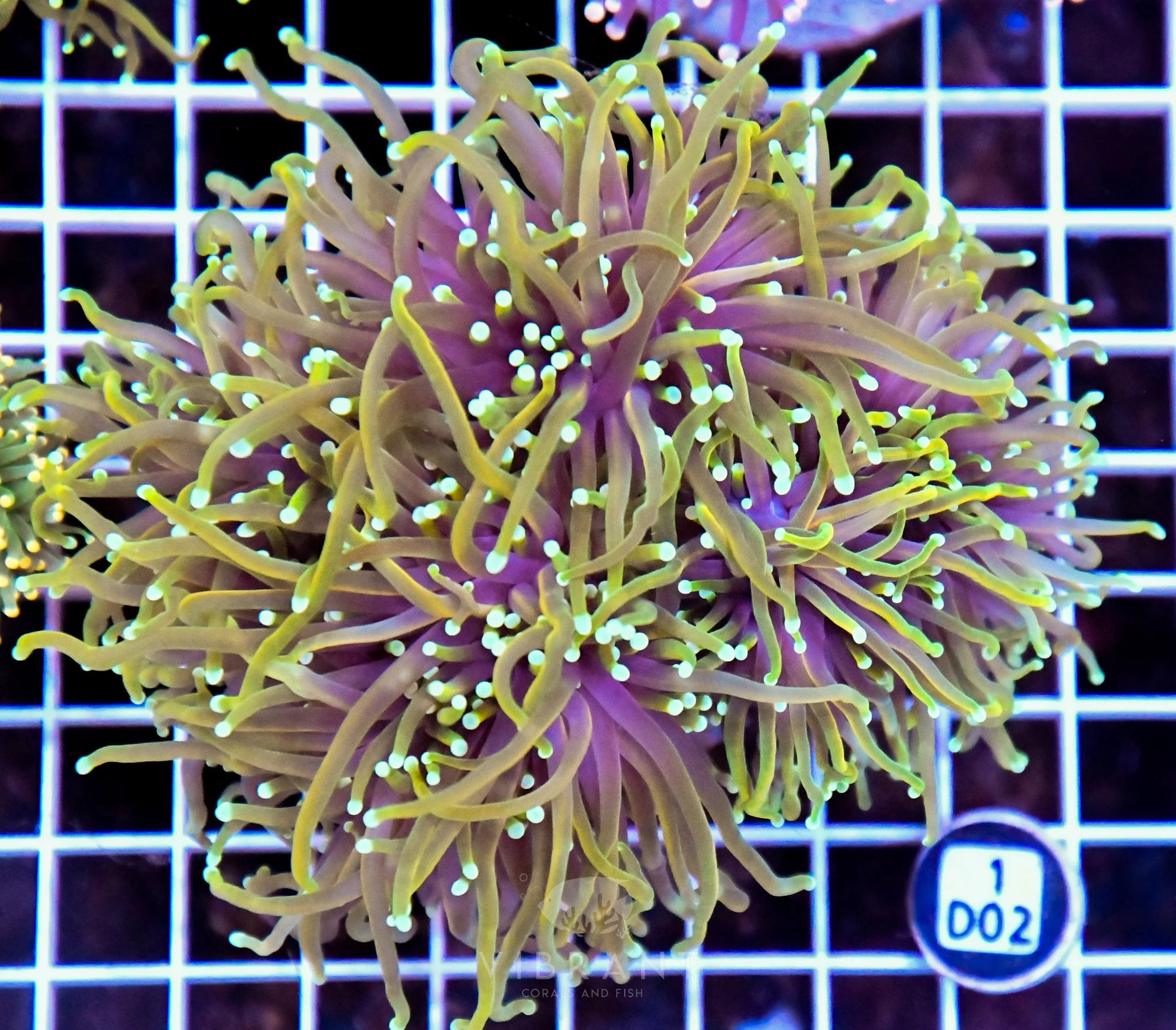 Torch INDO Colony
