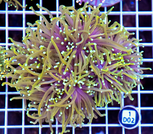 Torch INDO Colony