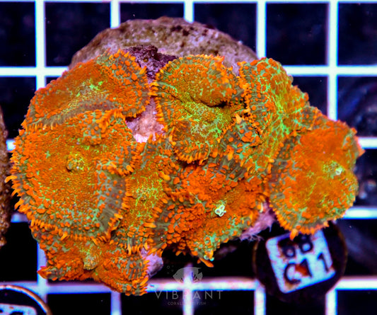 Mushroom INDO