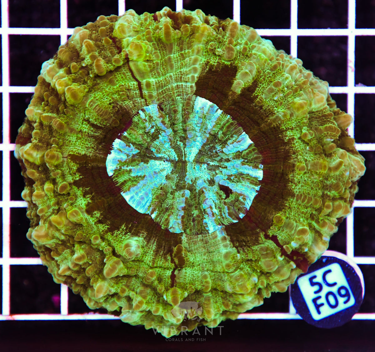 Acanthophyllia AUS