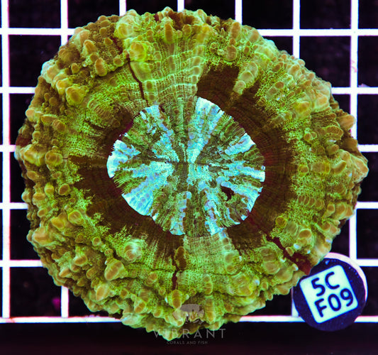 Acanthophyllia AUS