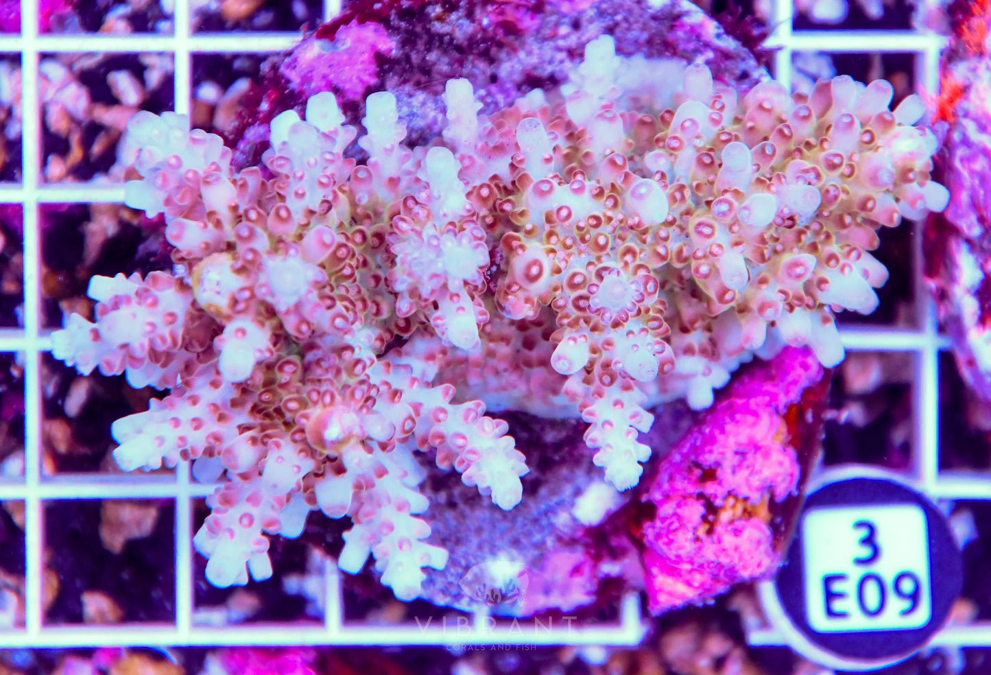 Acro INDO