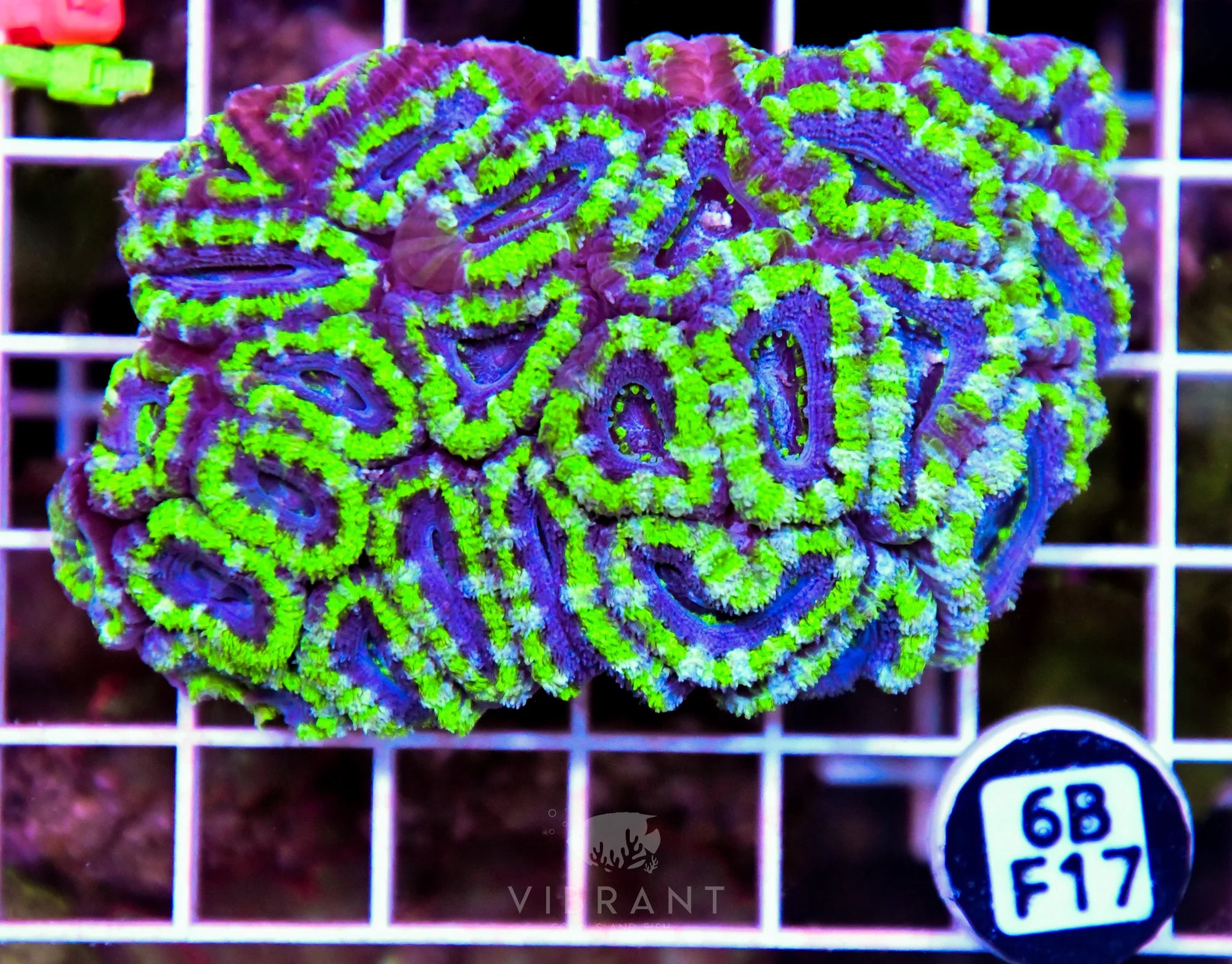 Acan Lord AUS