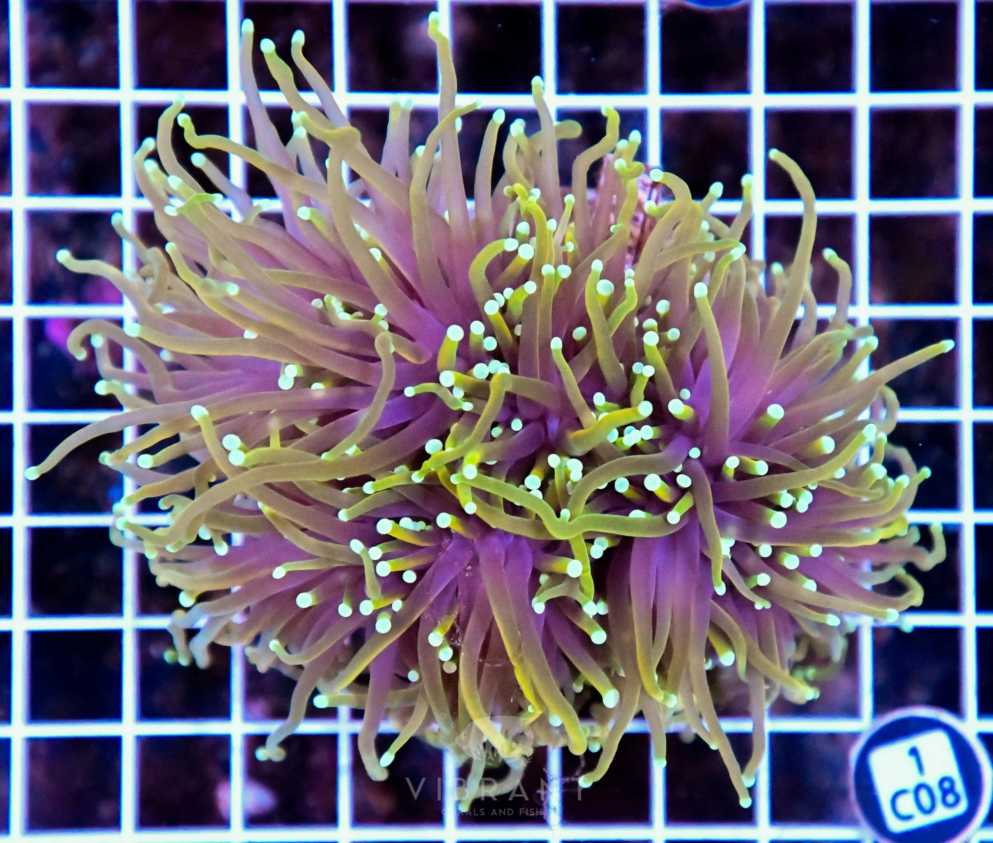 Torch INDO Colony