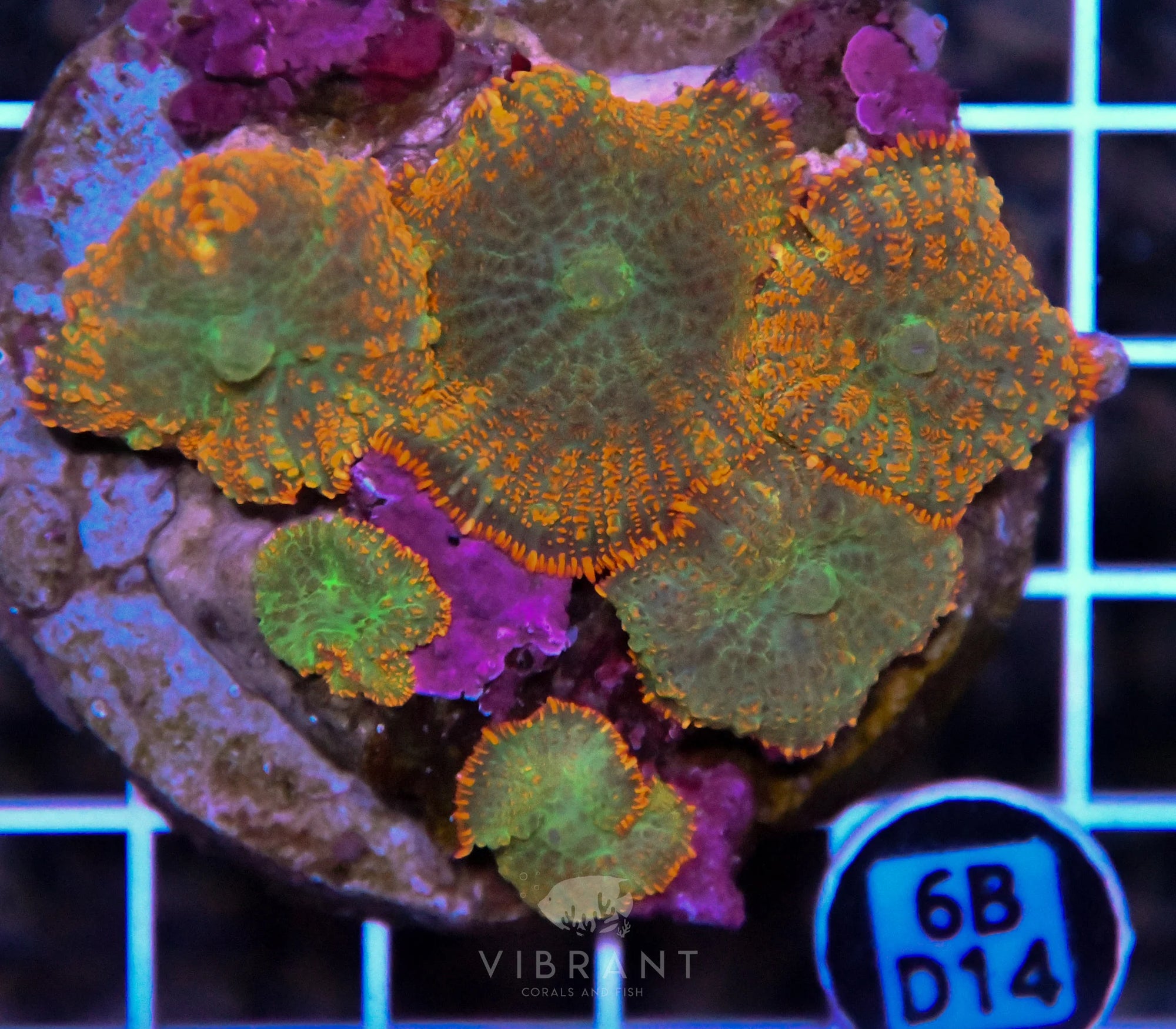 Mushroom INDO