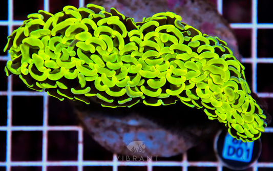 Hammer Wall INDO