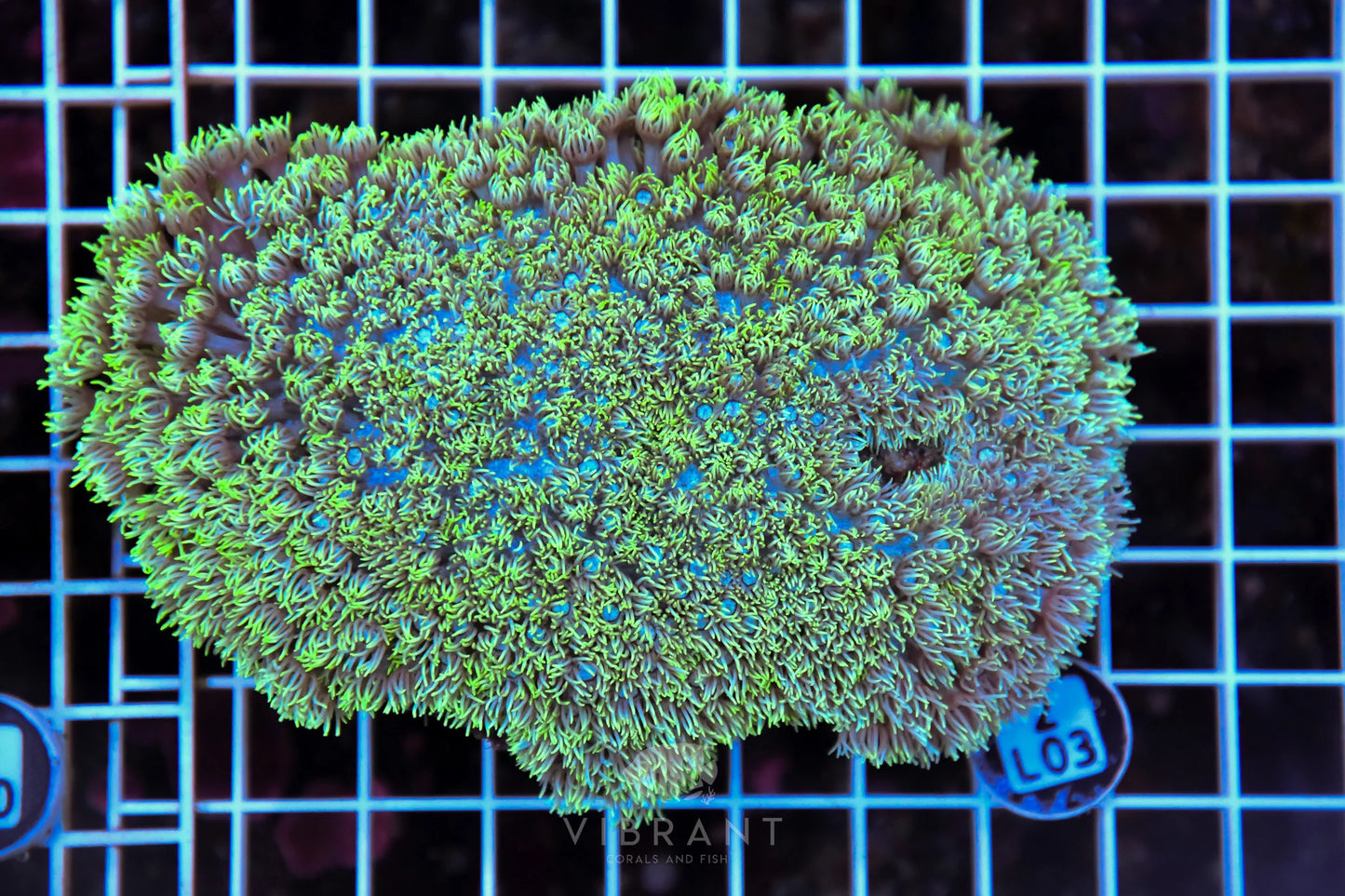 Goniopora AUS