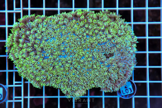 Goniopora AUS