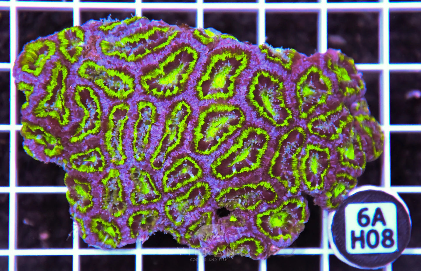 Acan Lord AUS