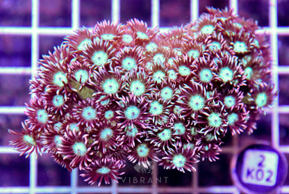 Goniopora Branching INDO W
