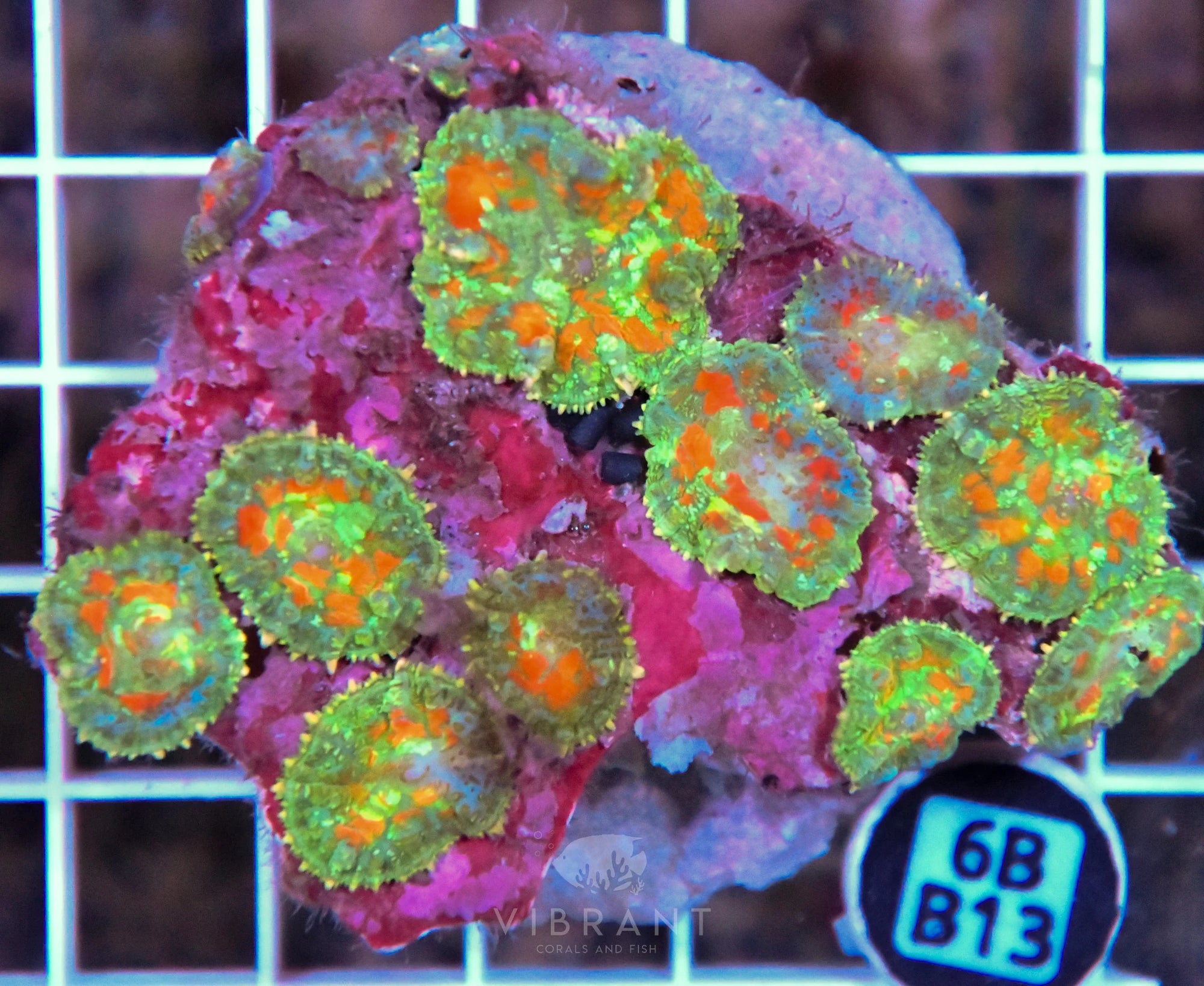 Mushroom INDO
