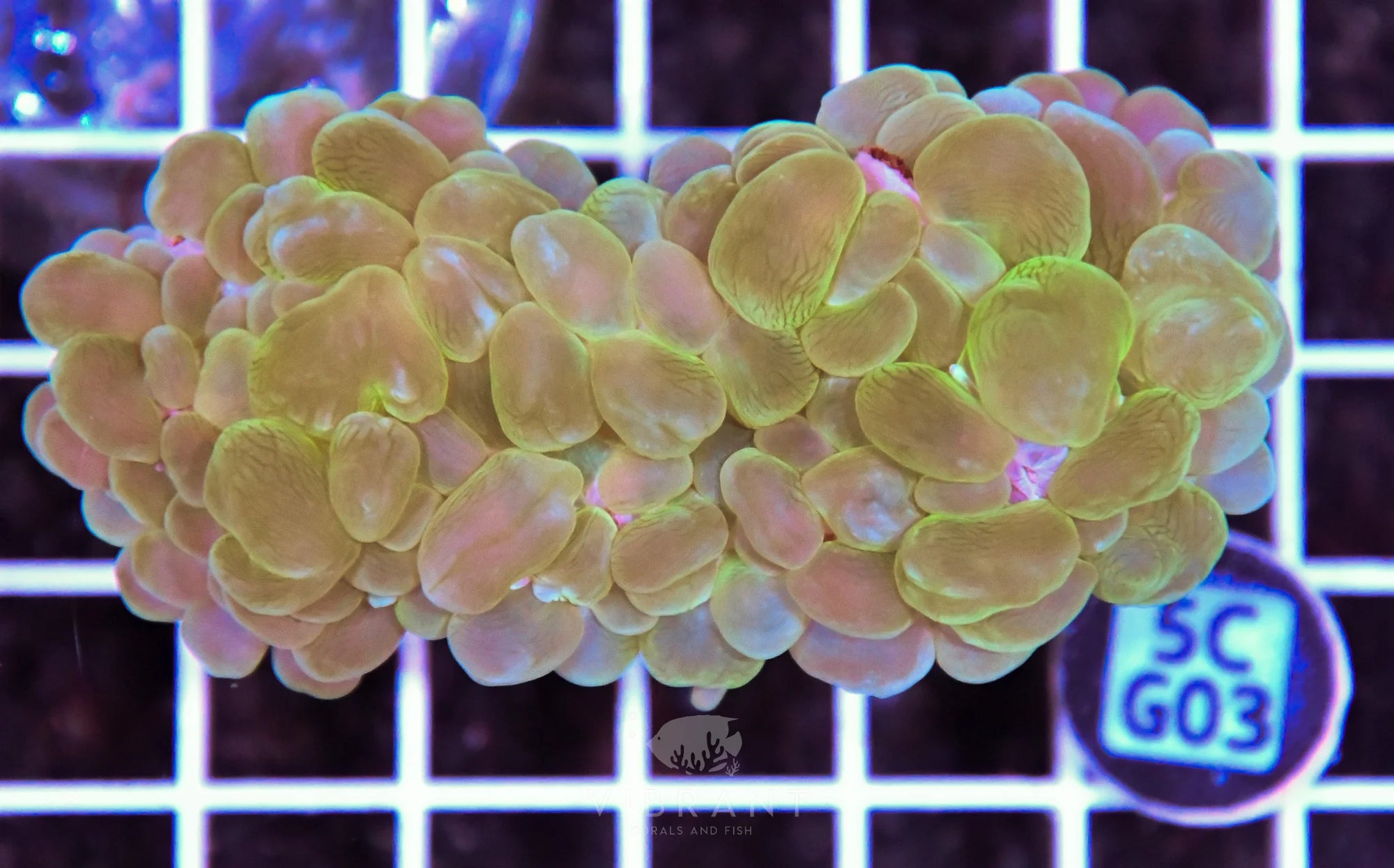 Bubble Coral AUS