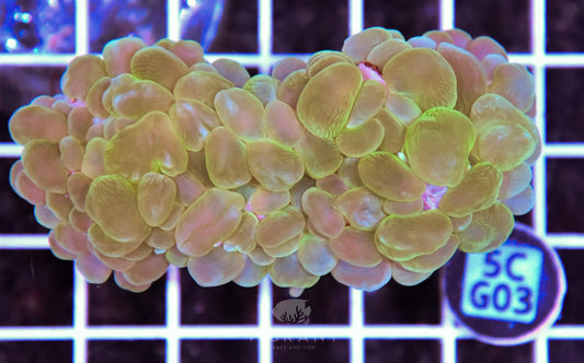 Bubble Coral AUS