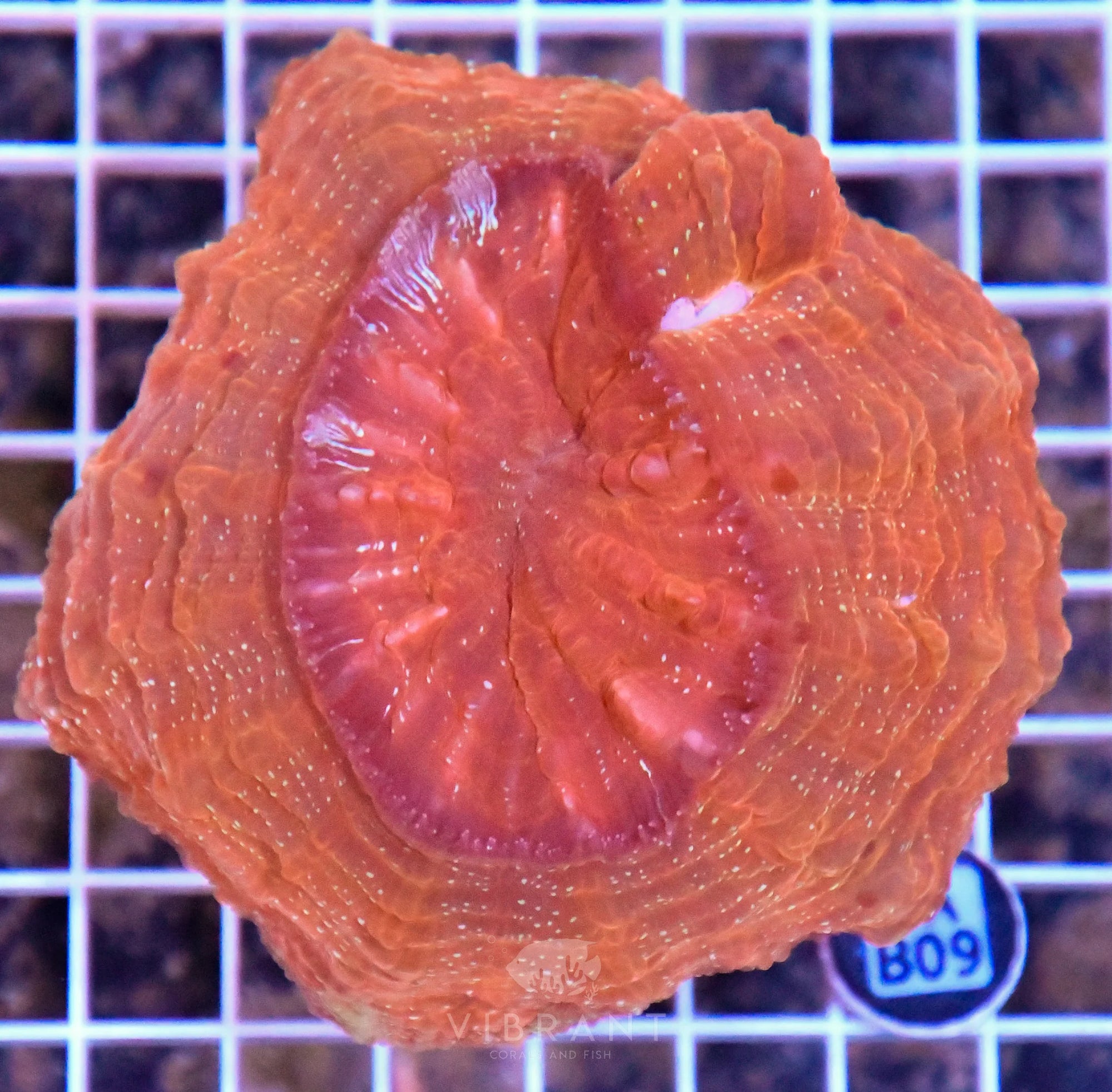 Acanthophyllia INDO W