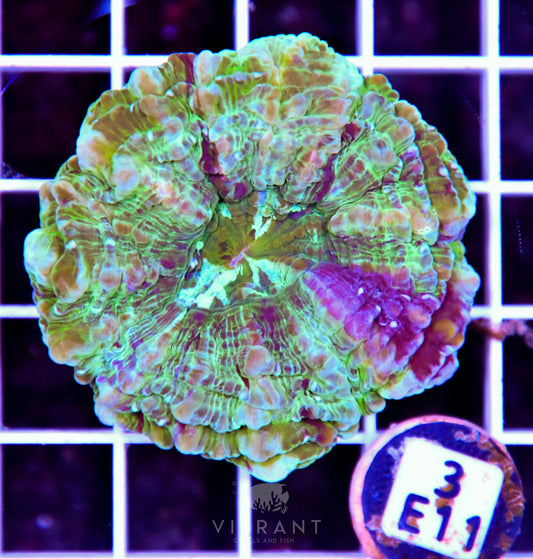 Acanthophyllia AUS