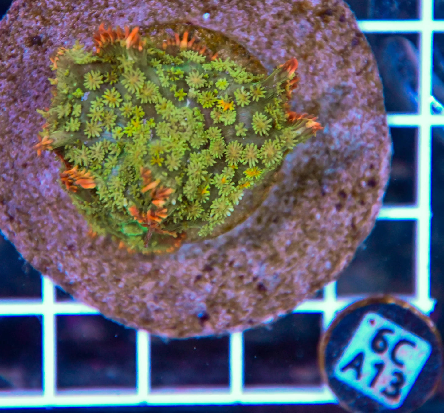 Mushroom INDO