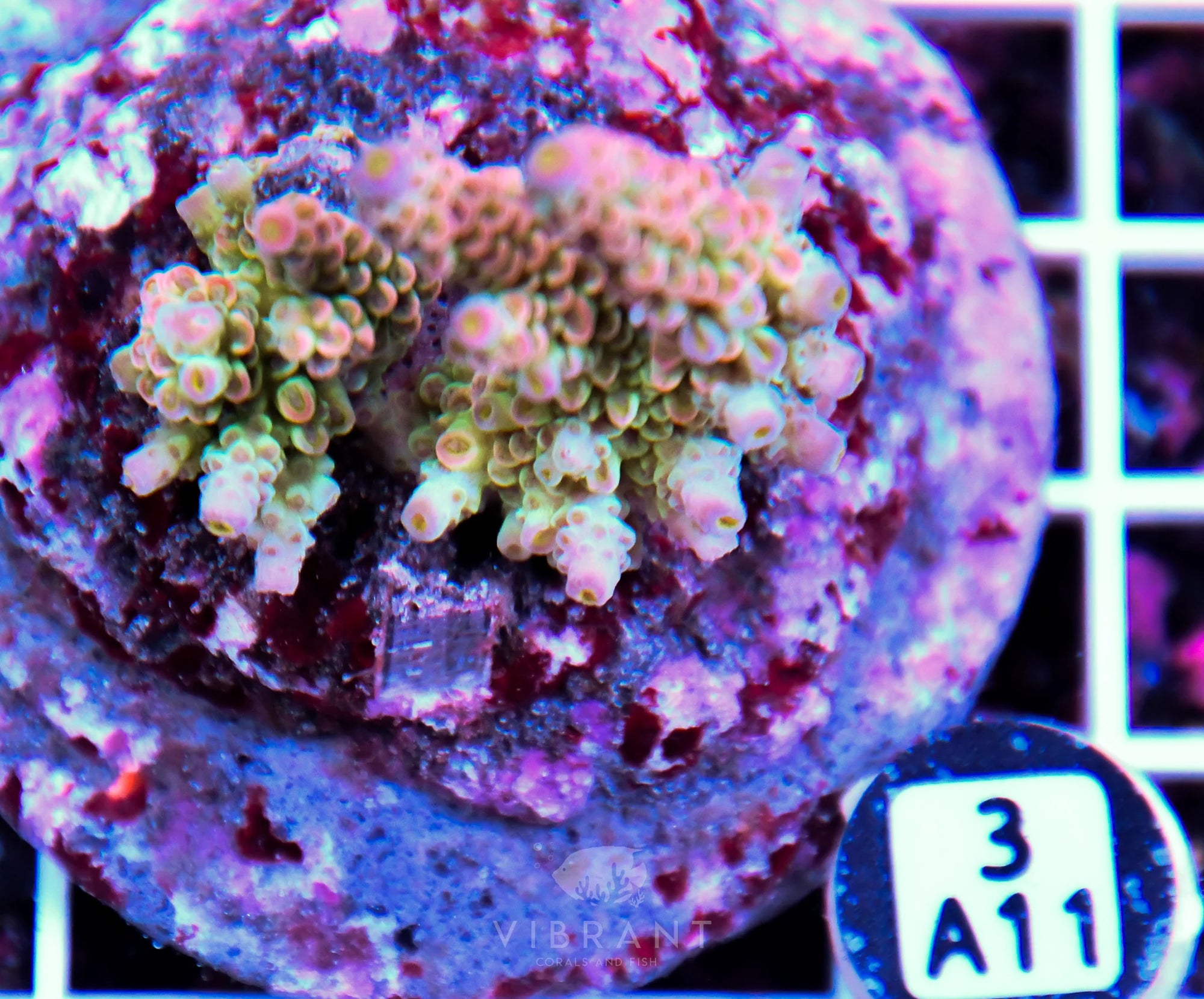 Acro INDO