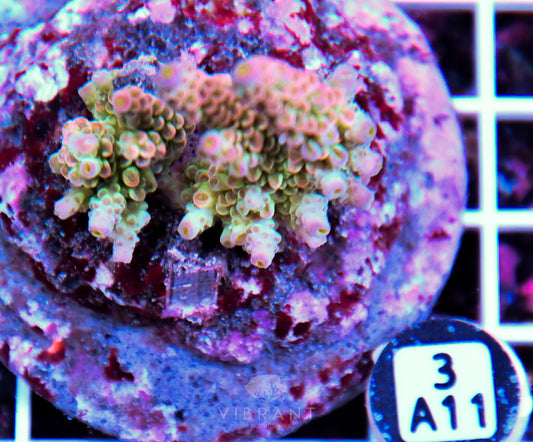 Acro INDO