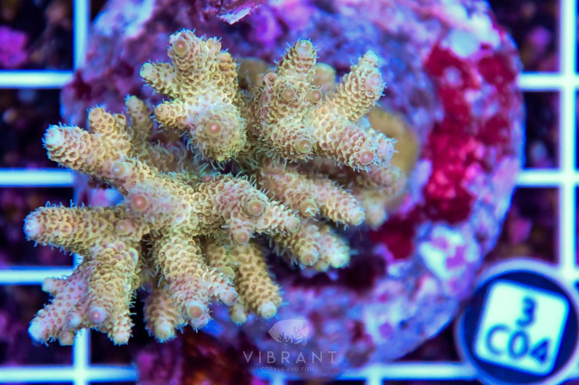 Acro INDO
