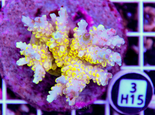 Acro INDO