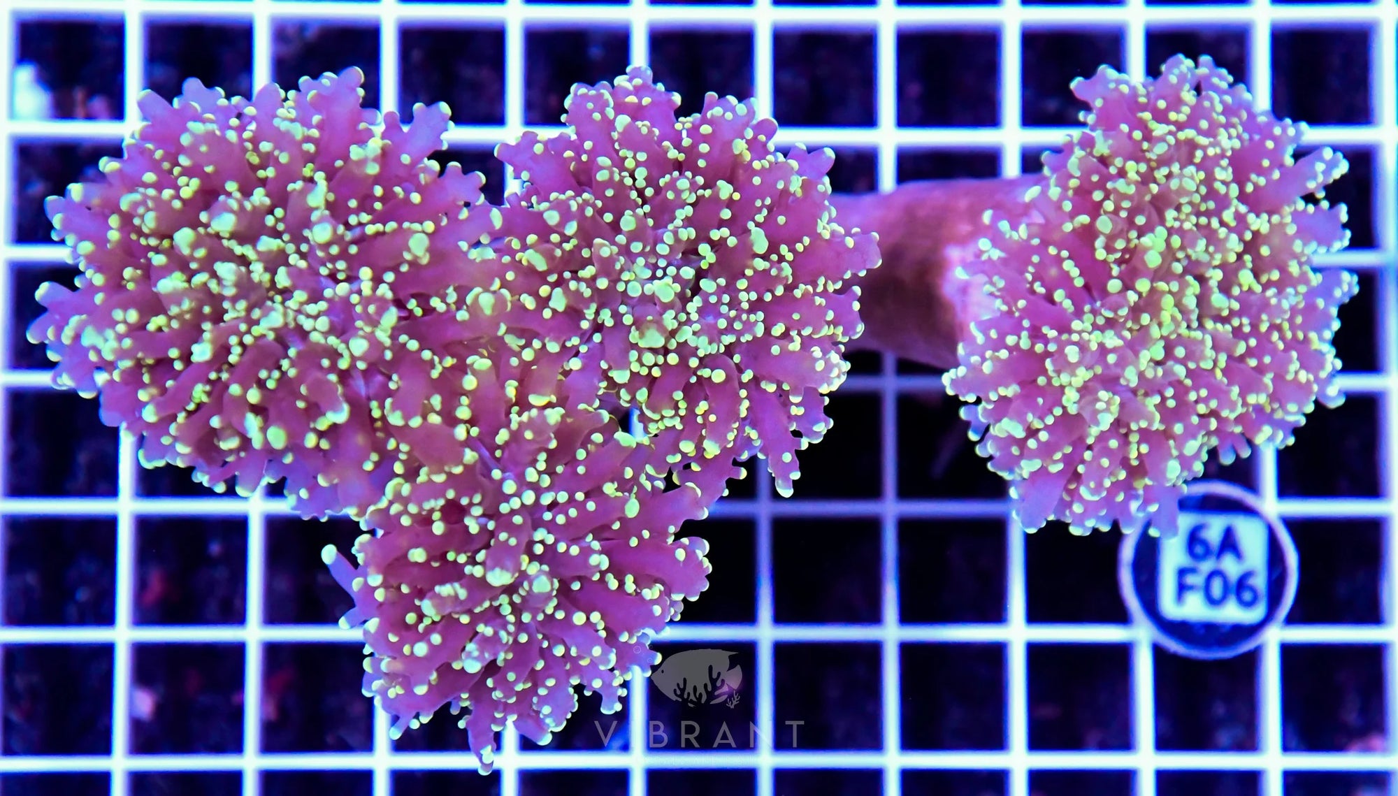 Octospawn INDO W