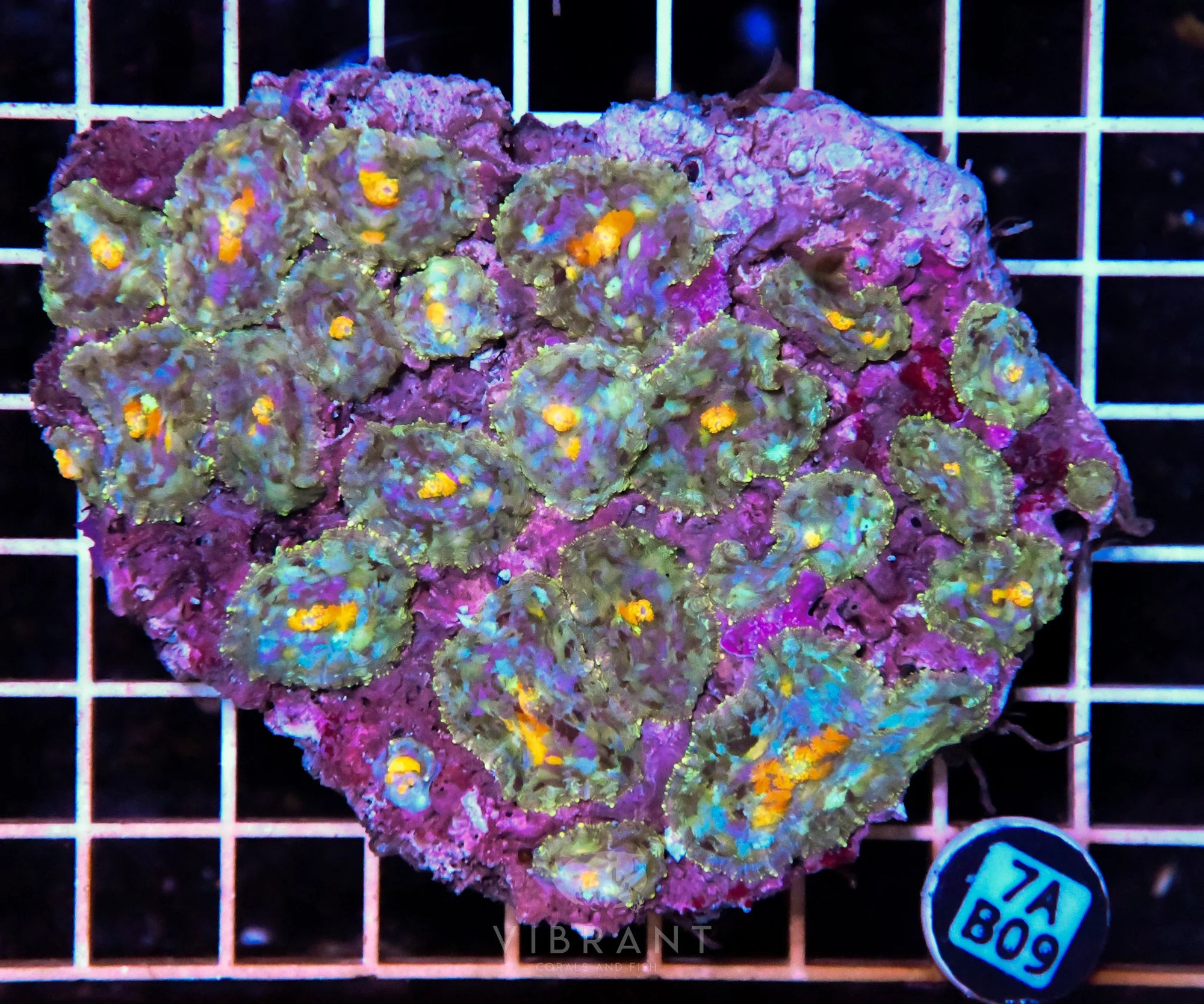Mushroom INDO W