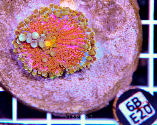 Mushroom INDO