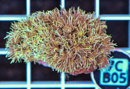 Frag Goniopora WAUS