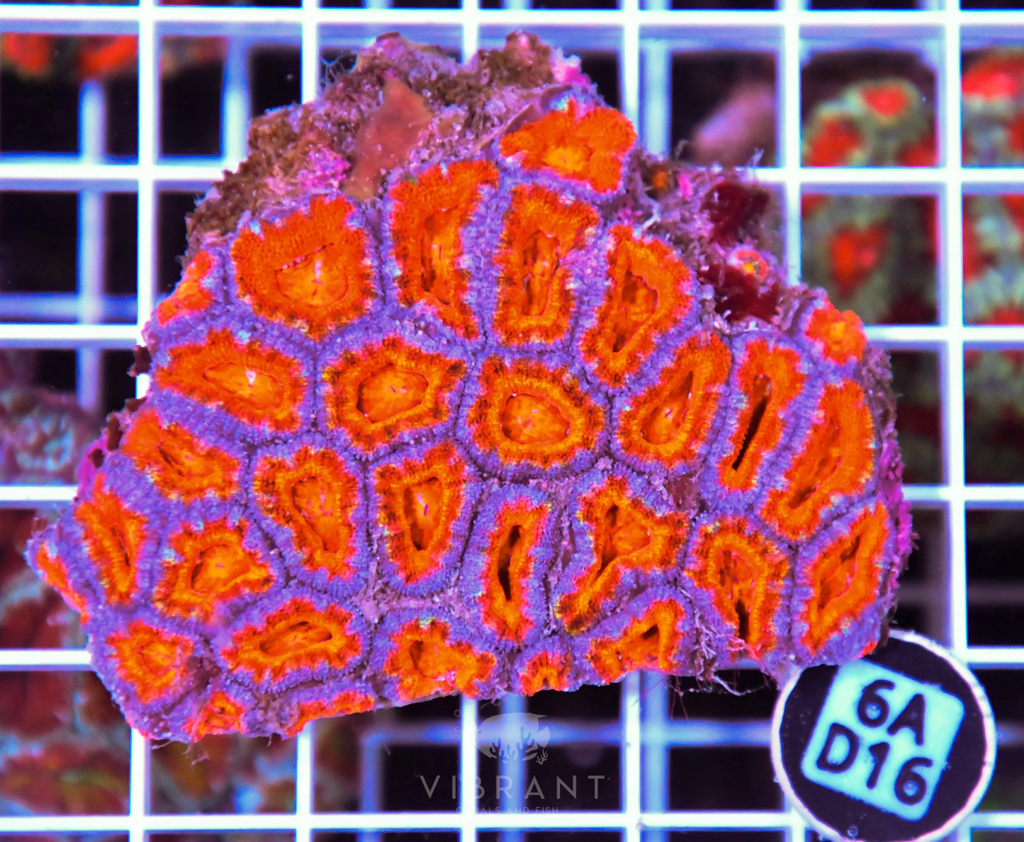 Acan Lord AUS