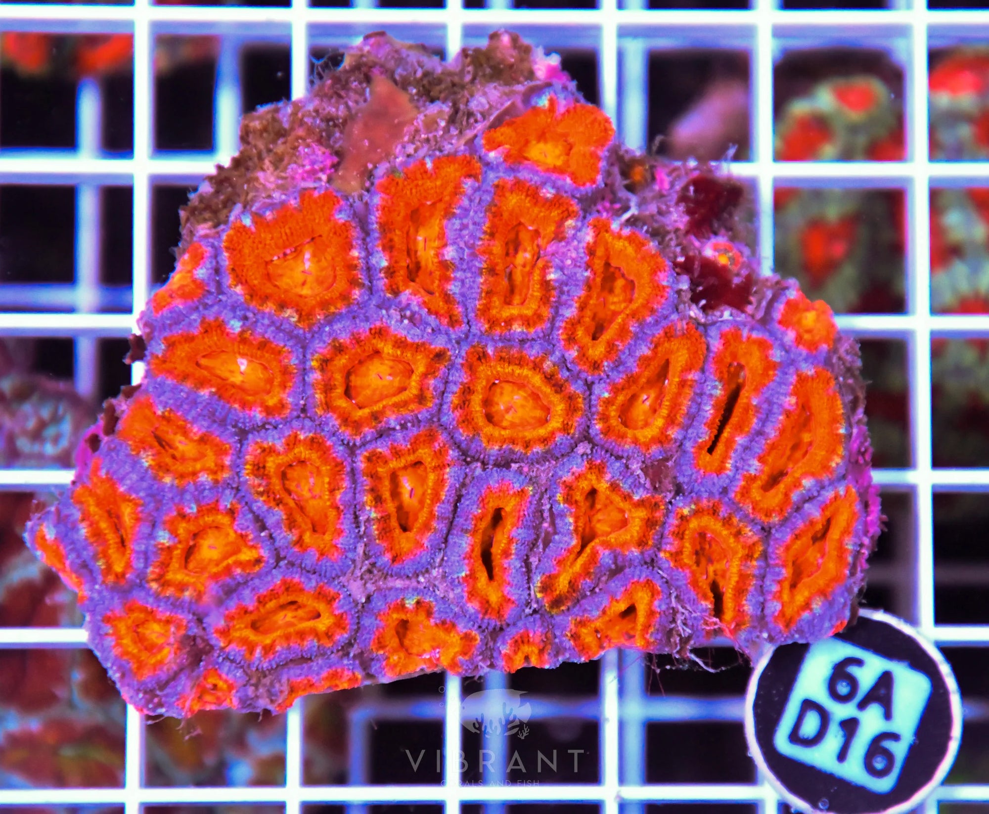 Acan Lord AUS