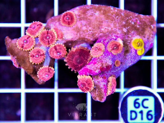Zoa INDO W