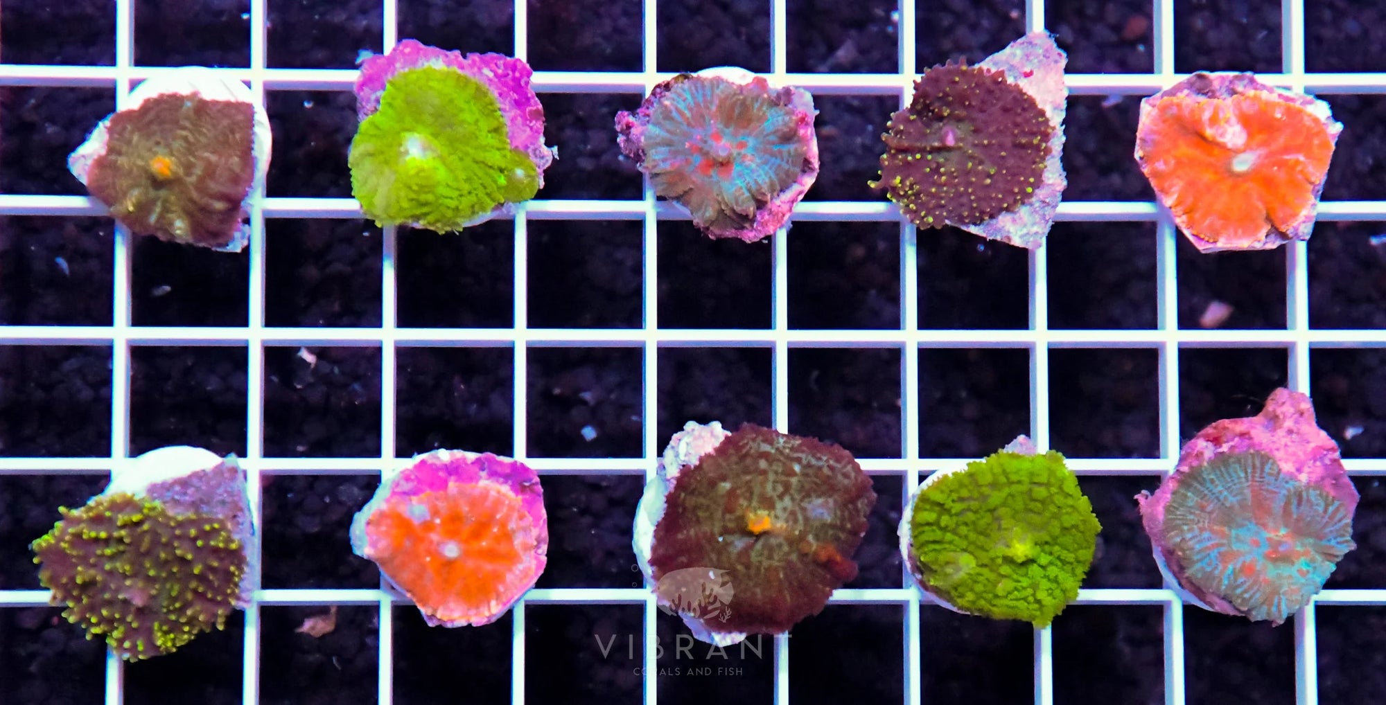 Frag Mushroom 10pp Pack SAMPLE