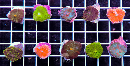 Frag Mushroom 10pp Pack SAMPLE