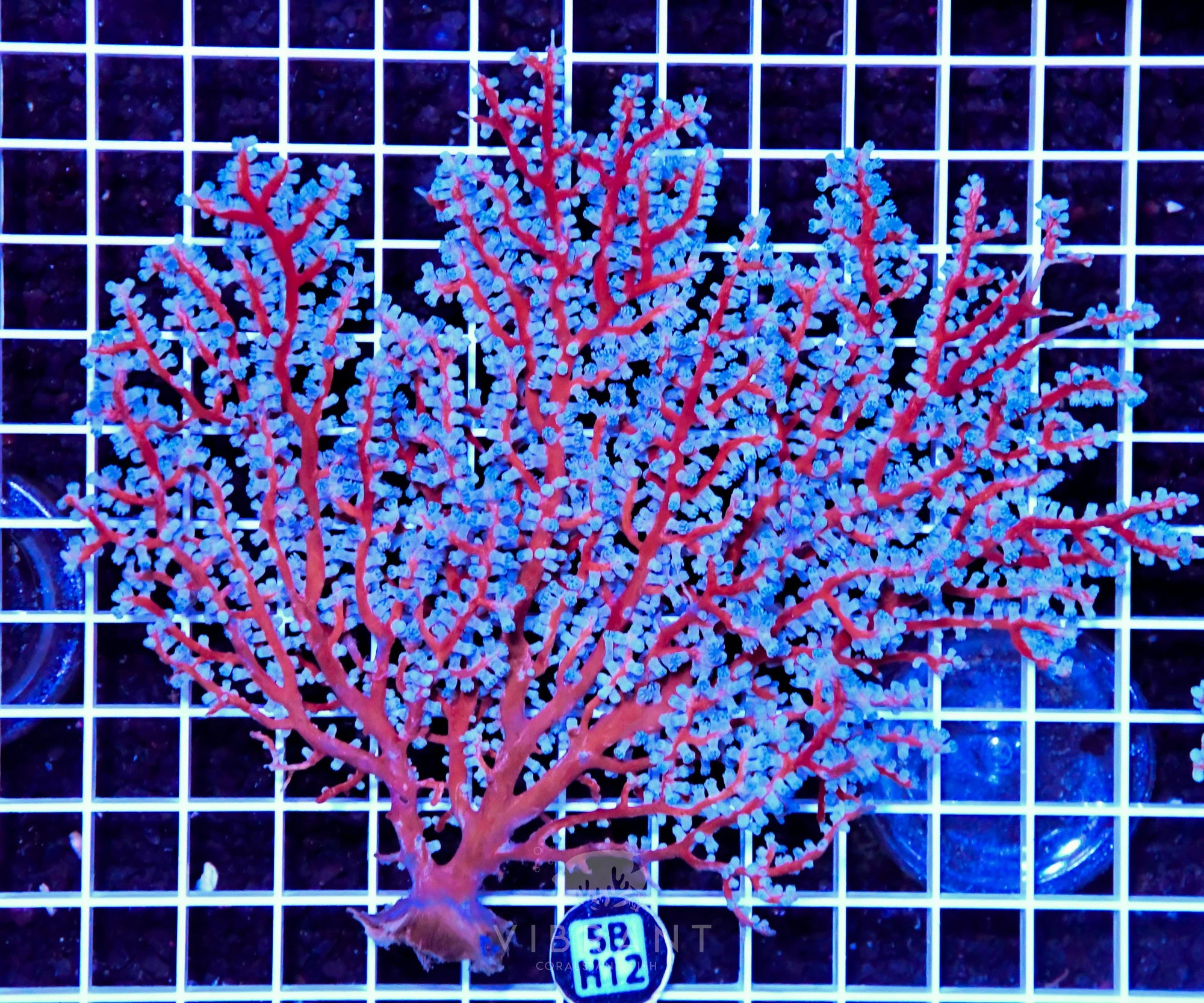 Gorgonian INDO W