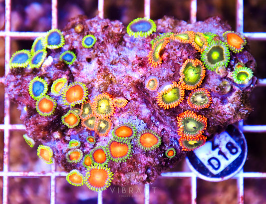 Zoa AUS
