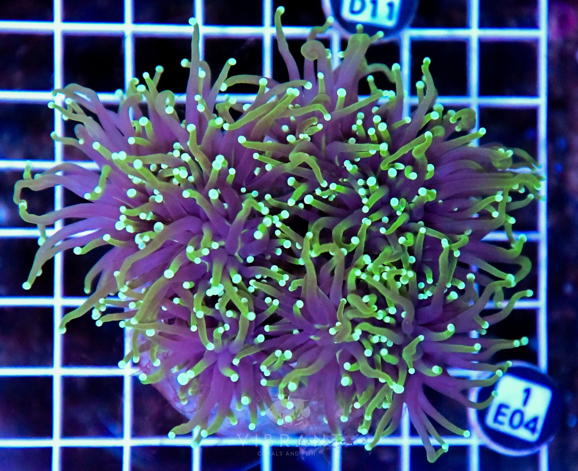 Torch INDO Colony