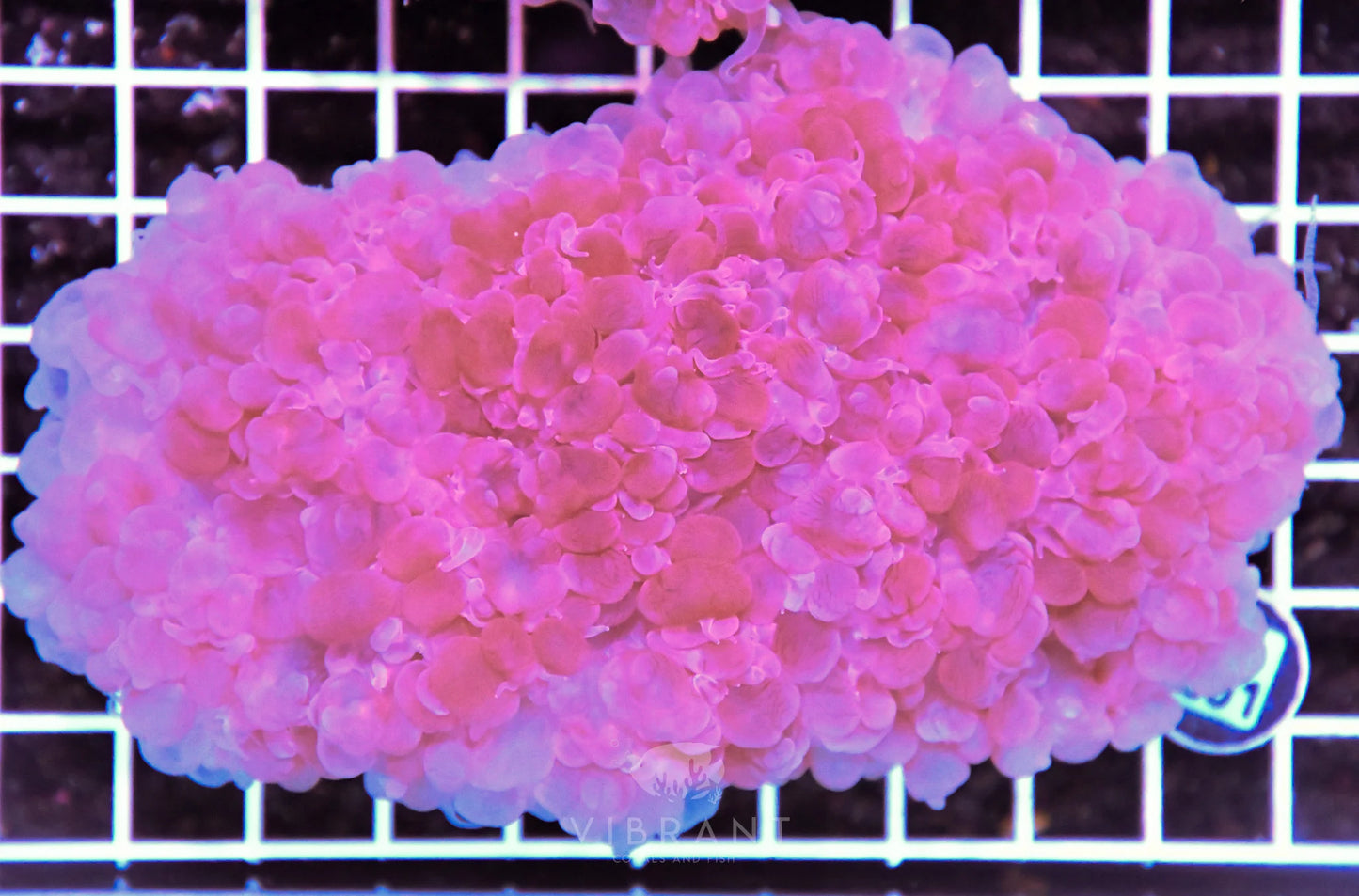 Bubble Coral AUS