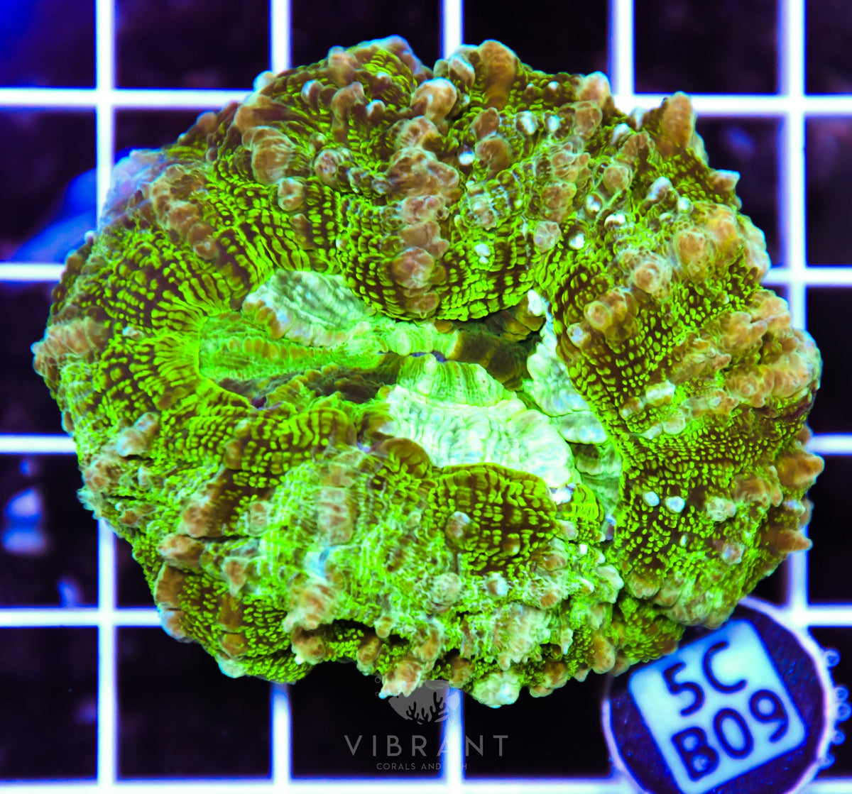 Acanthophyllia AUS