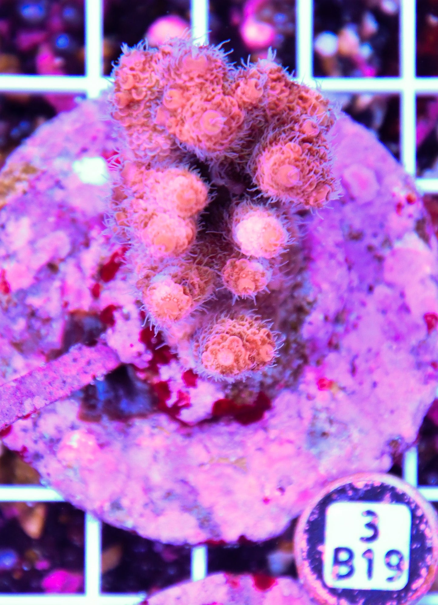 Acro INDO