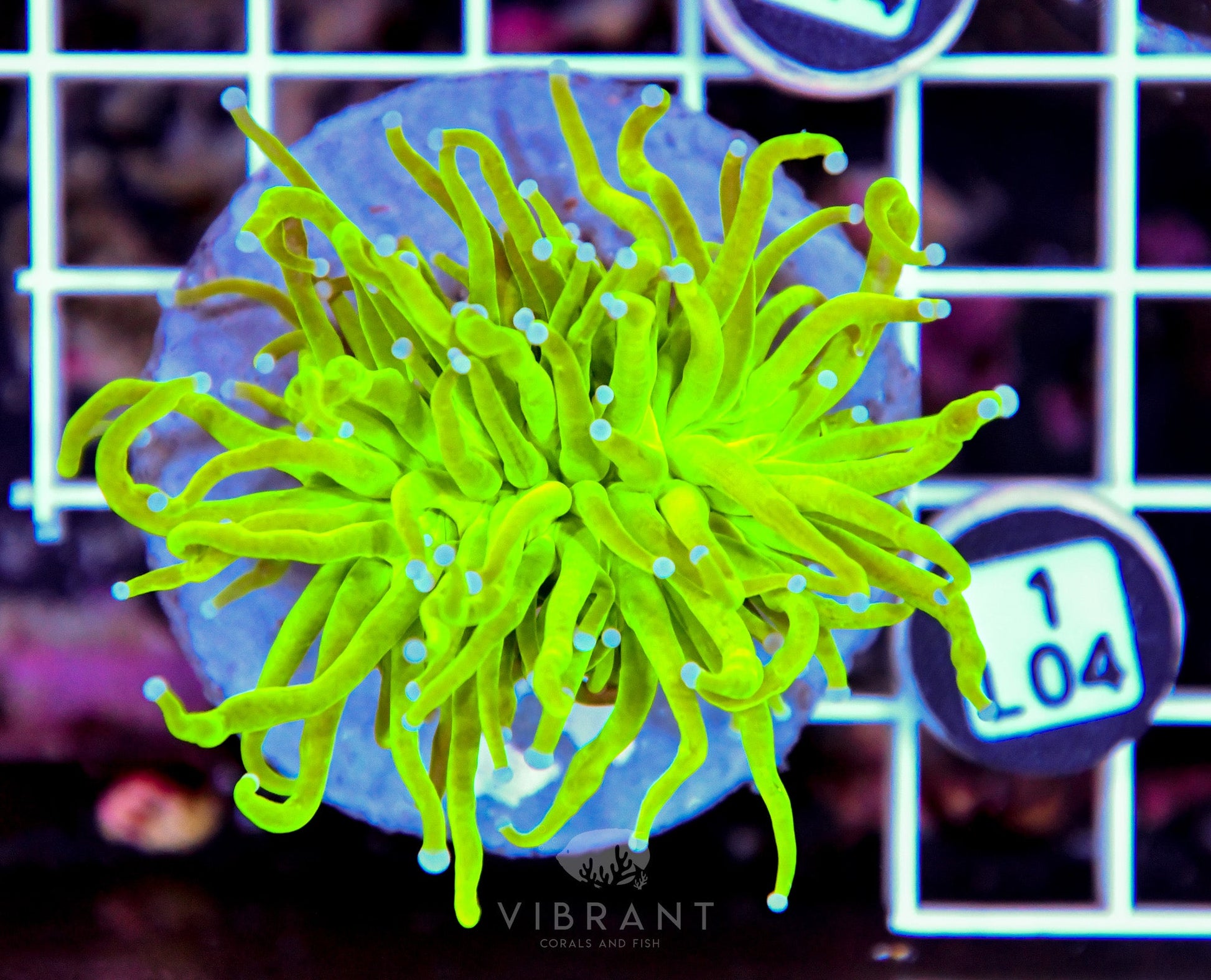 Torch INDO