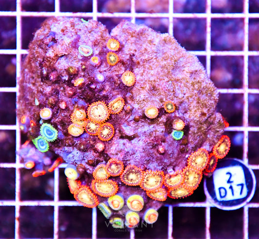 Zoa AUS