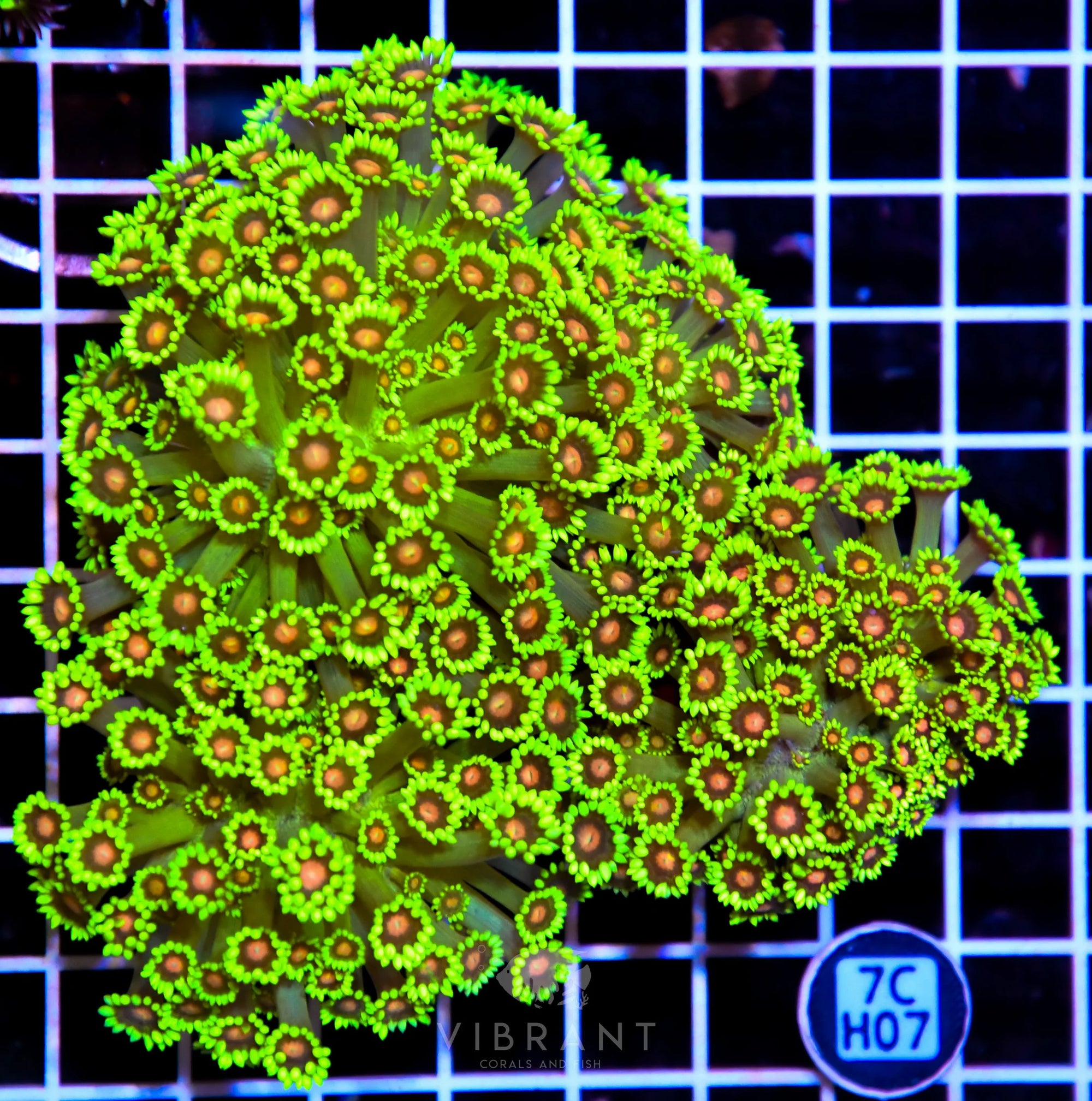 Goniopora INDO W