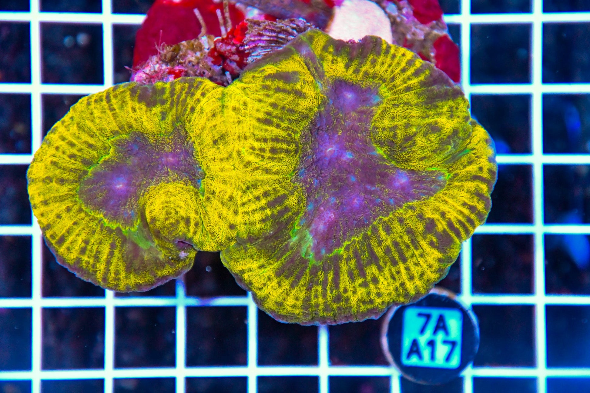 Symphyllia INDO