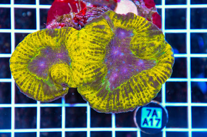 Symphyllia INDO
