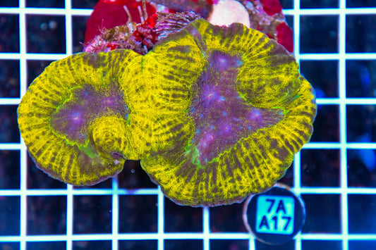 Symphyllia INDO
