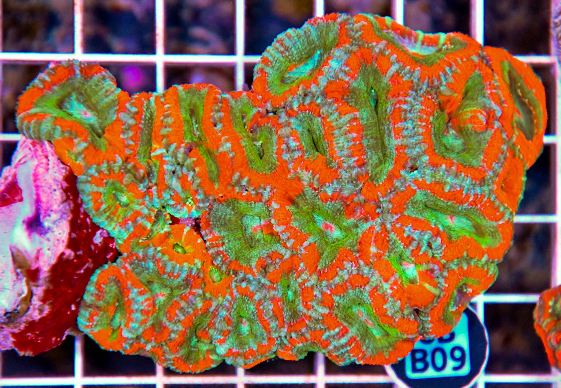 Micromussa WAUS