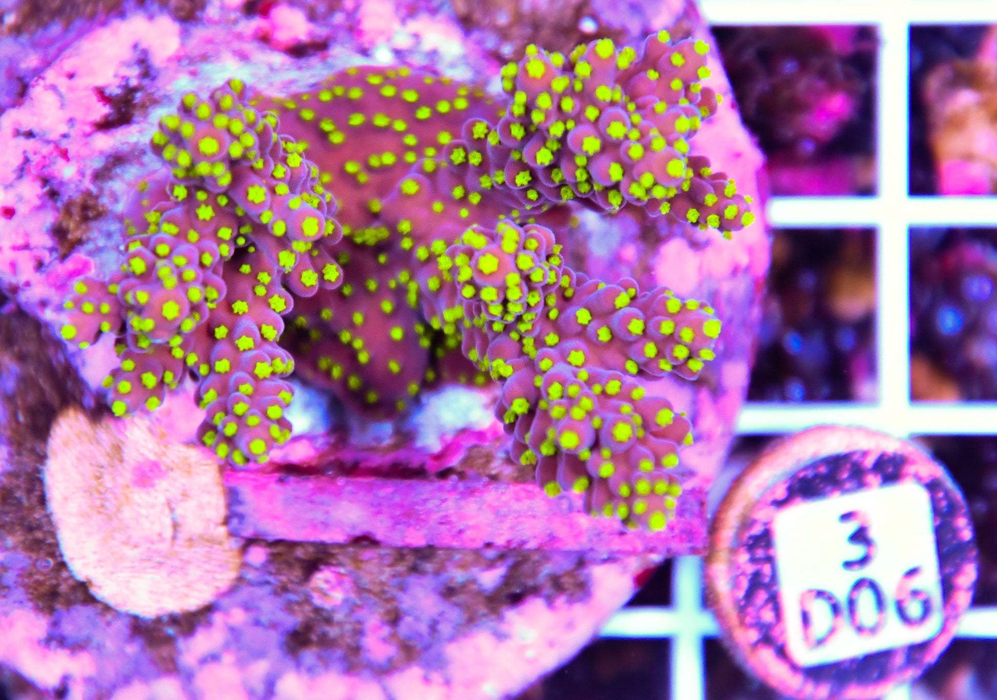 Acro INDO