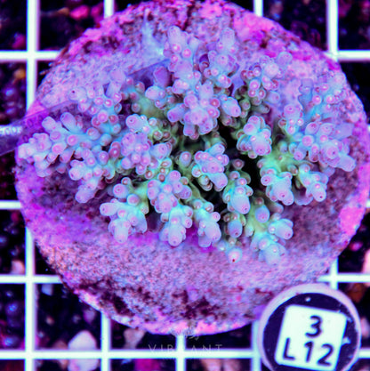Acro INDO