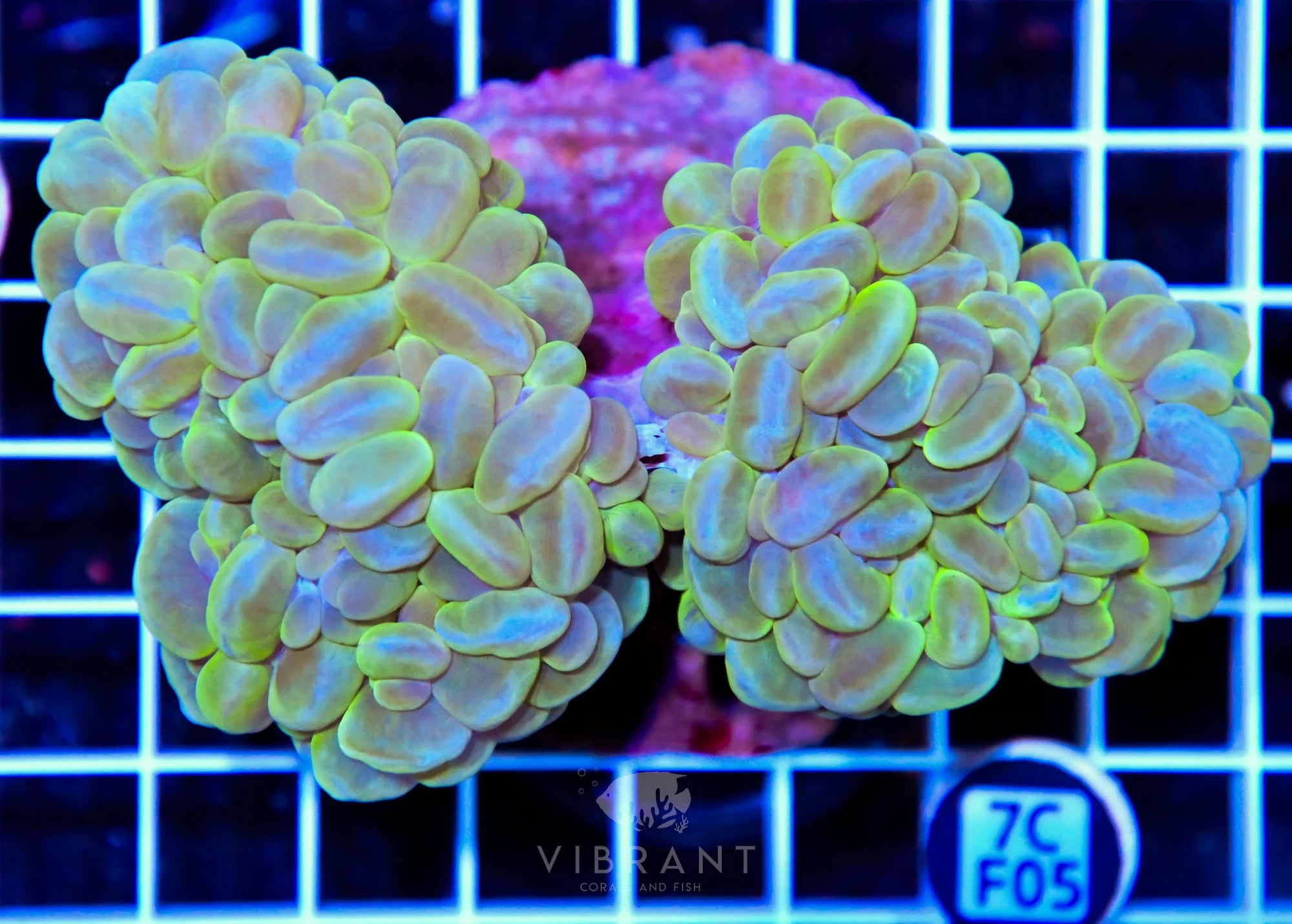 Bubble Coral INDO